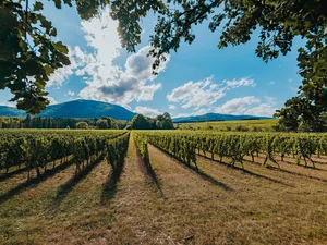 Das Traditions-Weingut Château Ollwiller Die Weinreben des Weinguts Château Ollwiller.