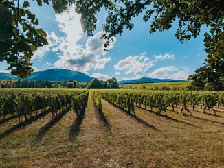 Das Traditions-Weingut Château Ollwiller Die Weinreben des Weinguts Château Ollwiller.